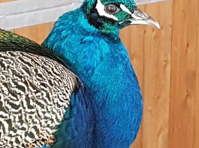 Agriturismo Piccola Raieda Lantgård *